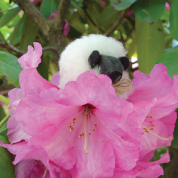 Winsley Visits the Rhododendrons