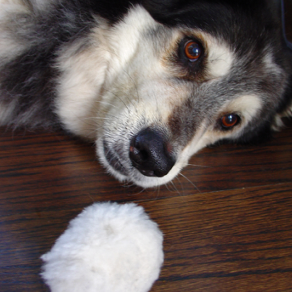 Winsley Meets a Wolf